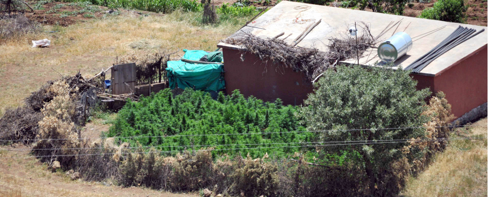 Cannabisfelder in der Türkei: In den letzten vier Monaten wurden in der Provinz Diyarbakır Drogen im Wert von 2,7 Milliarden Türkische Lira konfisziert.