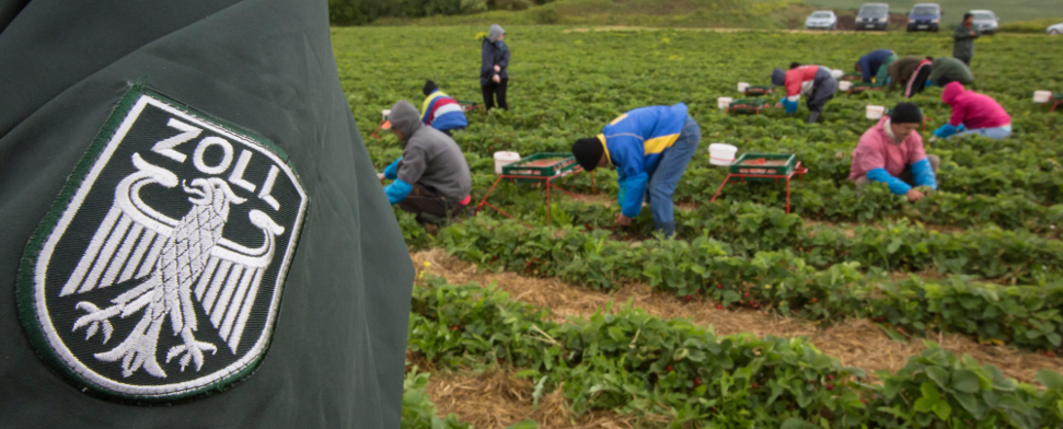 Ein Mitarbeiter des Zolls kontrolliert am 05.06.2012 Erntehelfer aus Polen und Rumänien, die auf einem Spargelhof in Thüringen Erdbeeren pflücken.