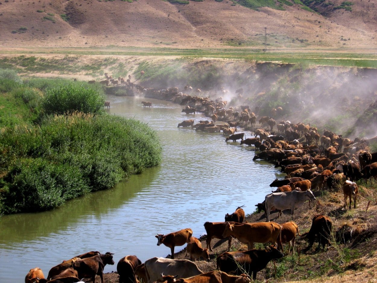 Rinderzucht in der Türkei