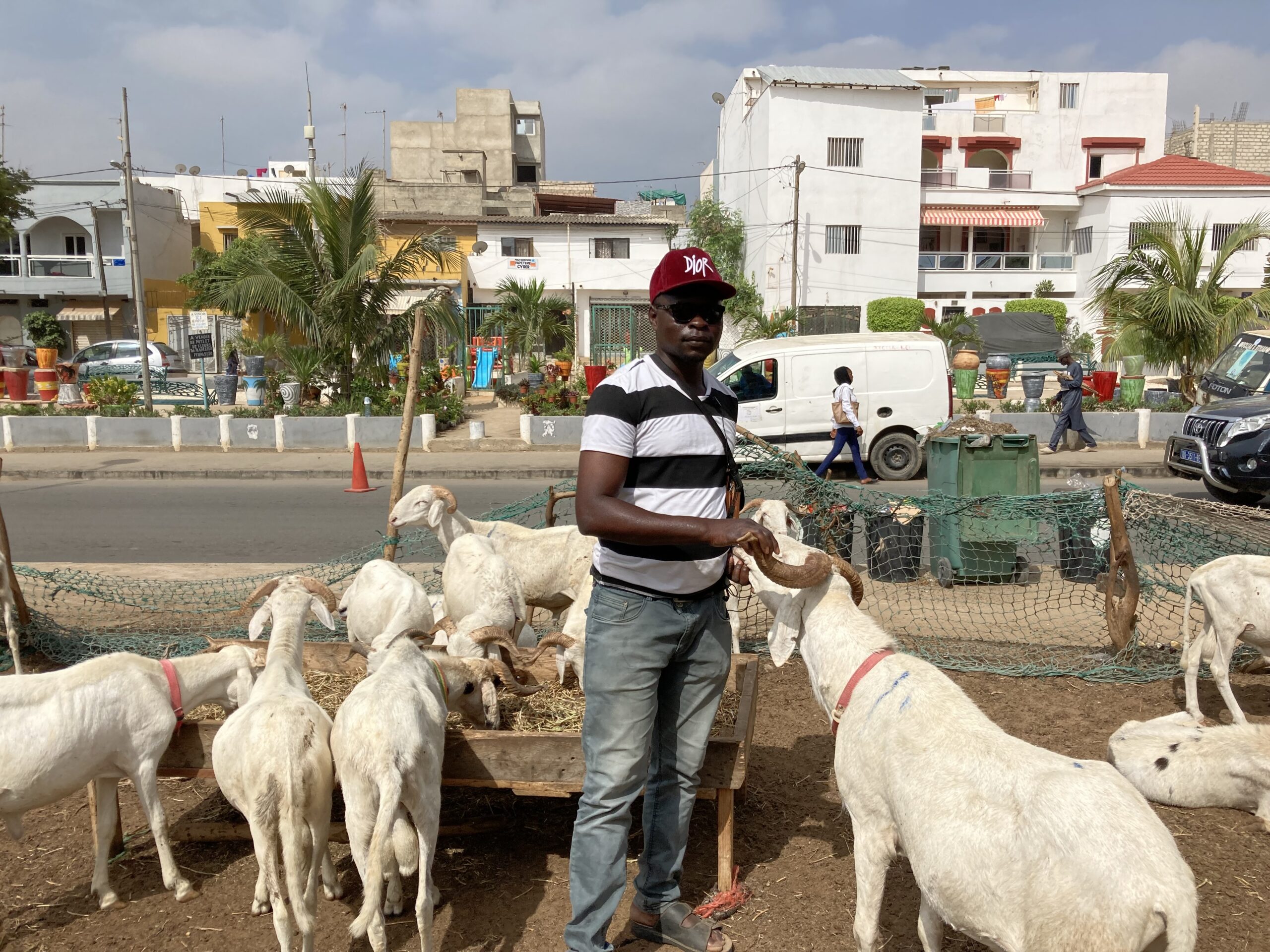 opferfest wird für viele muslime im senegal teuer