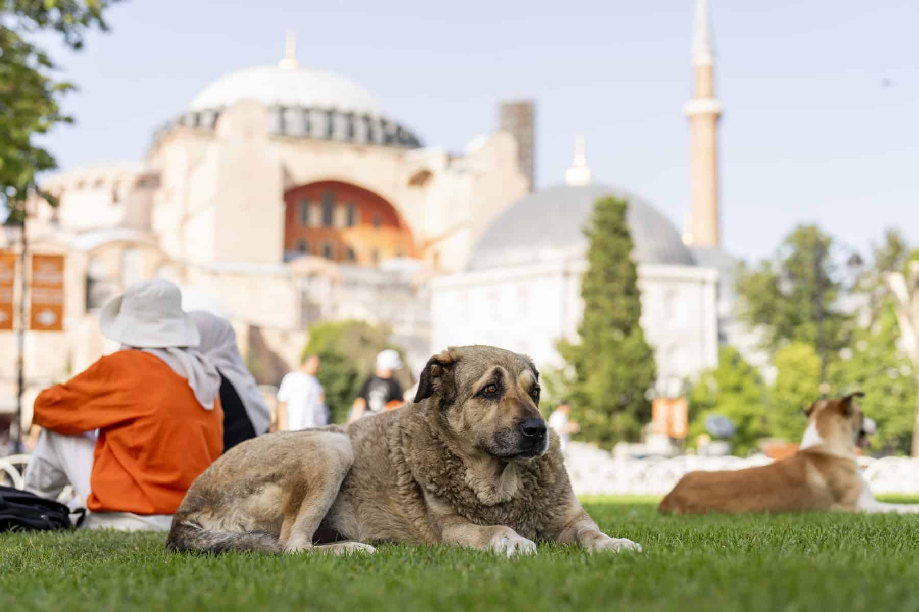 Gegen Einschläferung von Straßenhunden: Proteste in der Türkei dauern an
