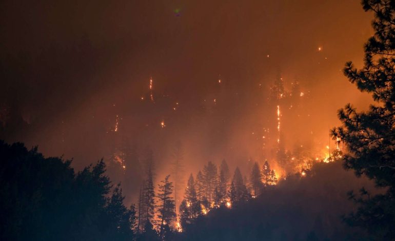 Gefährliche Glut: Warum Waldbrände mehr als nur Asche hinterlassen