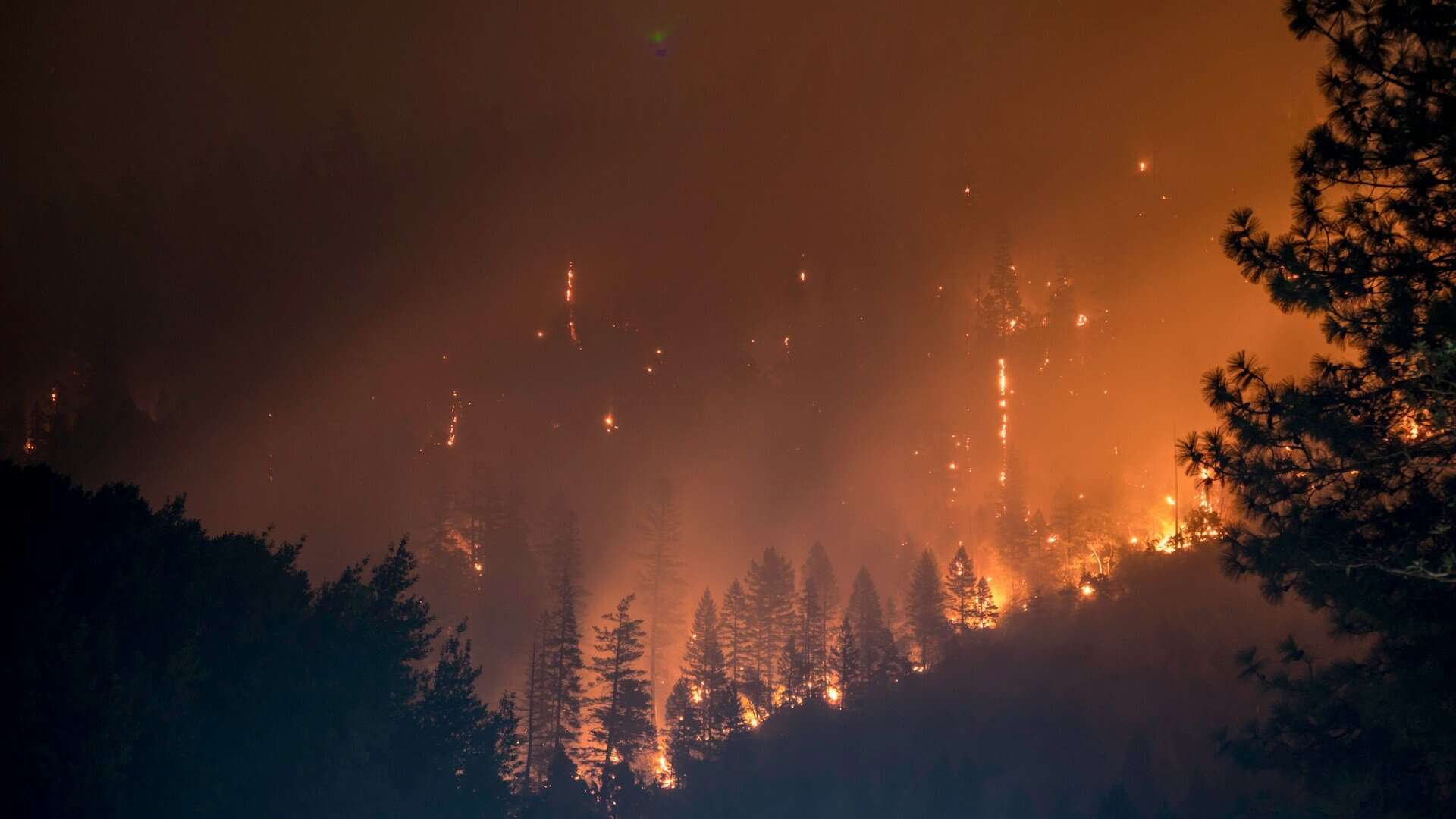 Gefährliche Glut: Warum Waldbrände mehr als nur Asche hinterlassen