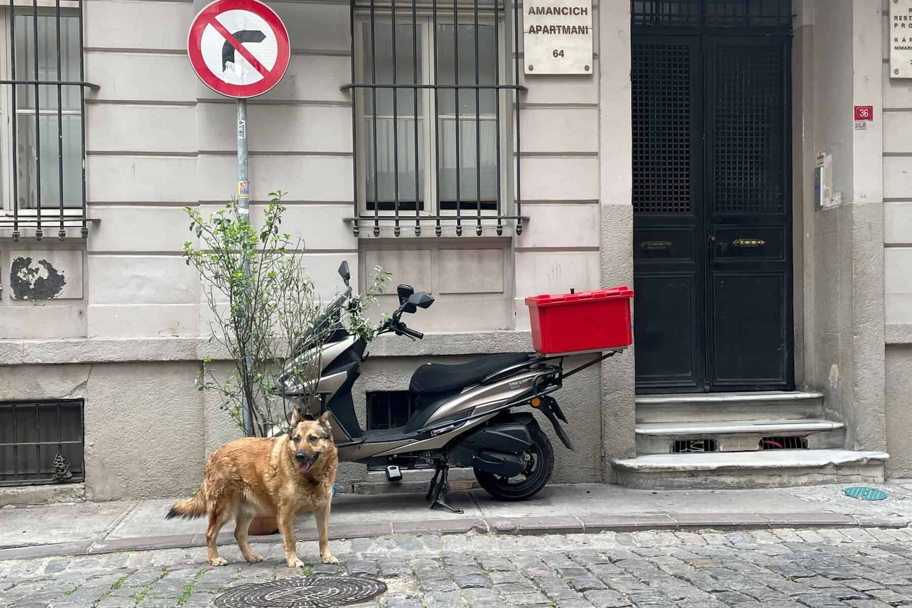 Türkische Opposition klagt gegen umstrittenes Straßenhundegesetz