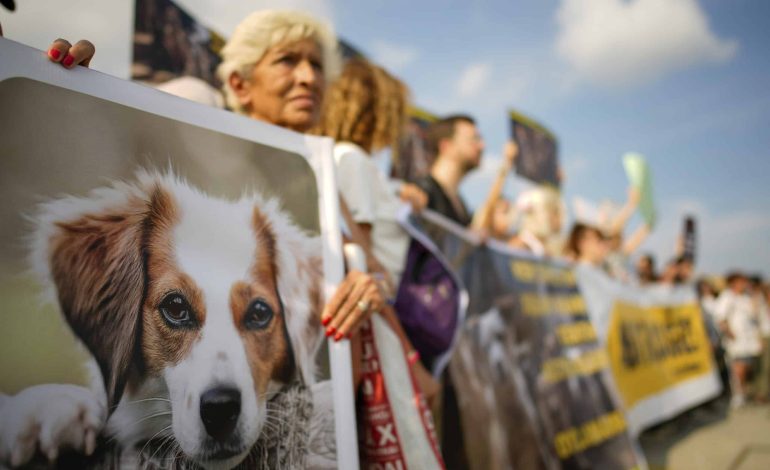 Weiterer Tierheimskandal sorgt in der Türkei für Aufregung