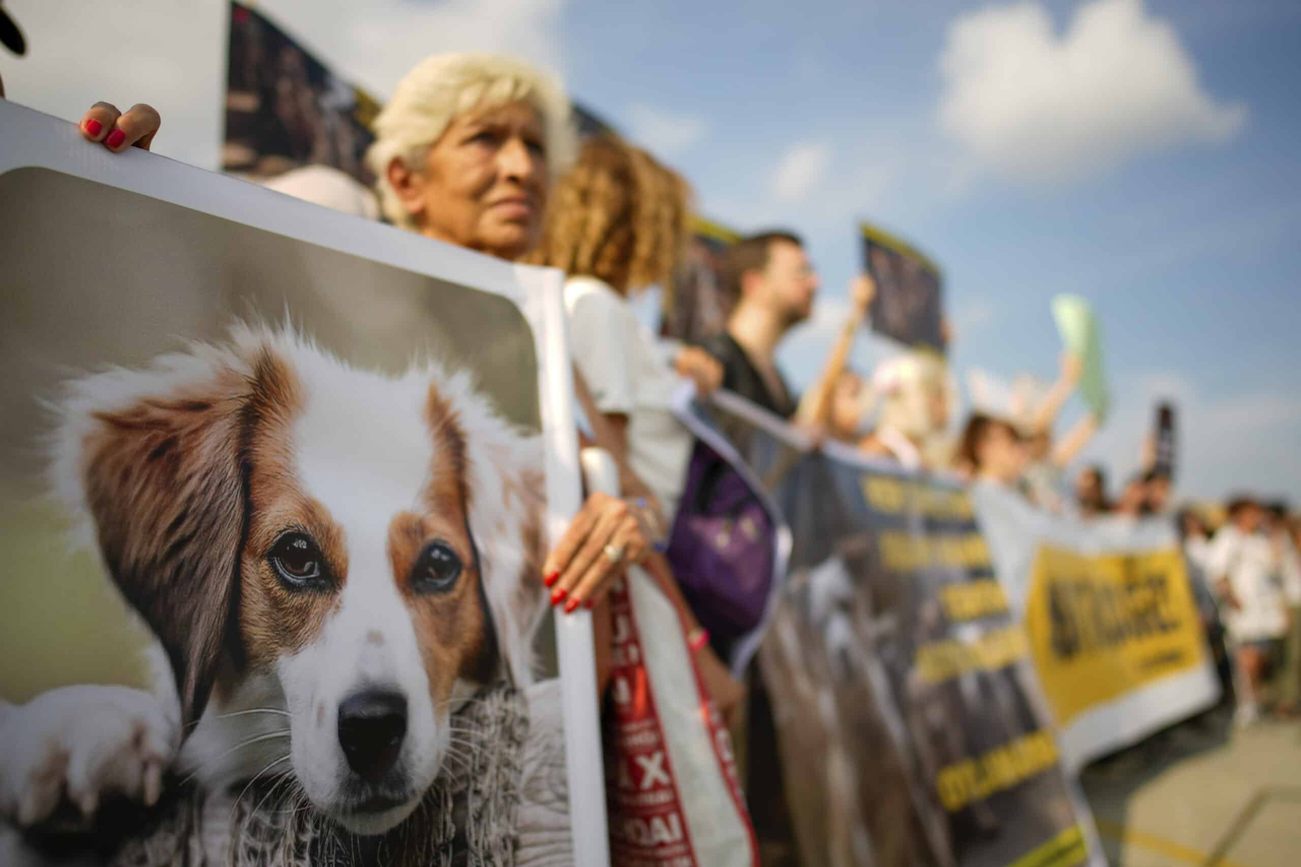 Weiterer Tierheimskandal sorgt in der Türkei für Aufregung