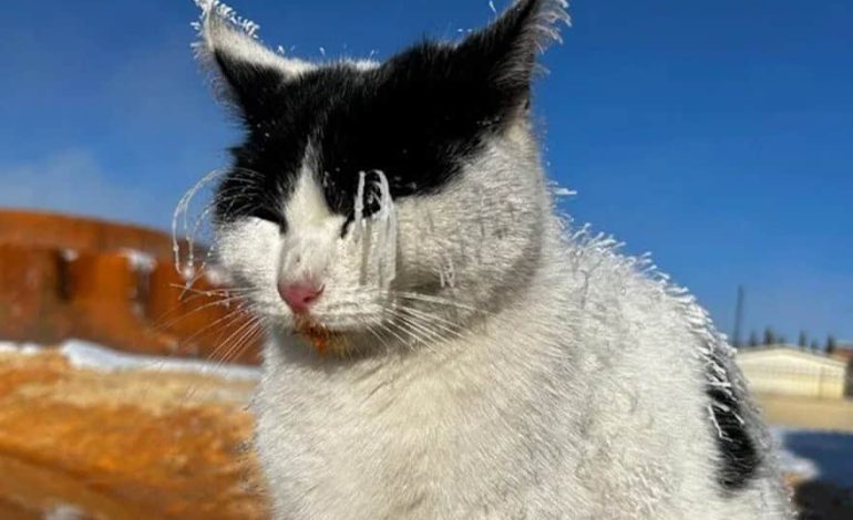 Katze in Sivas erfroren: Auch Thermalquelle konnte nichts mehr ausrichten