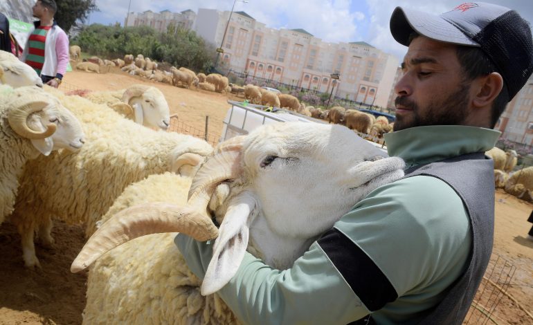 vor dem opferfest in algerien