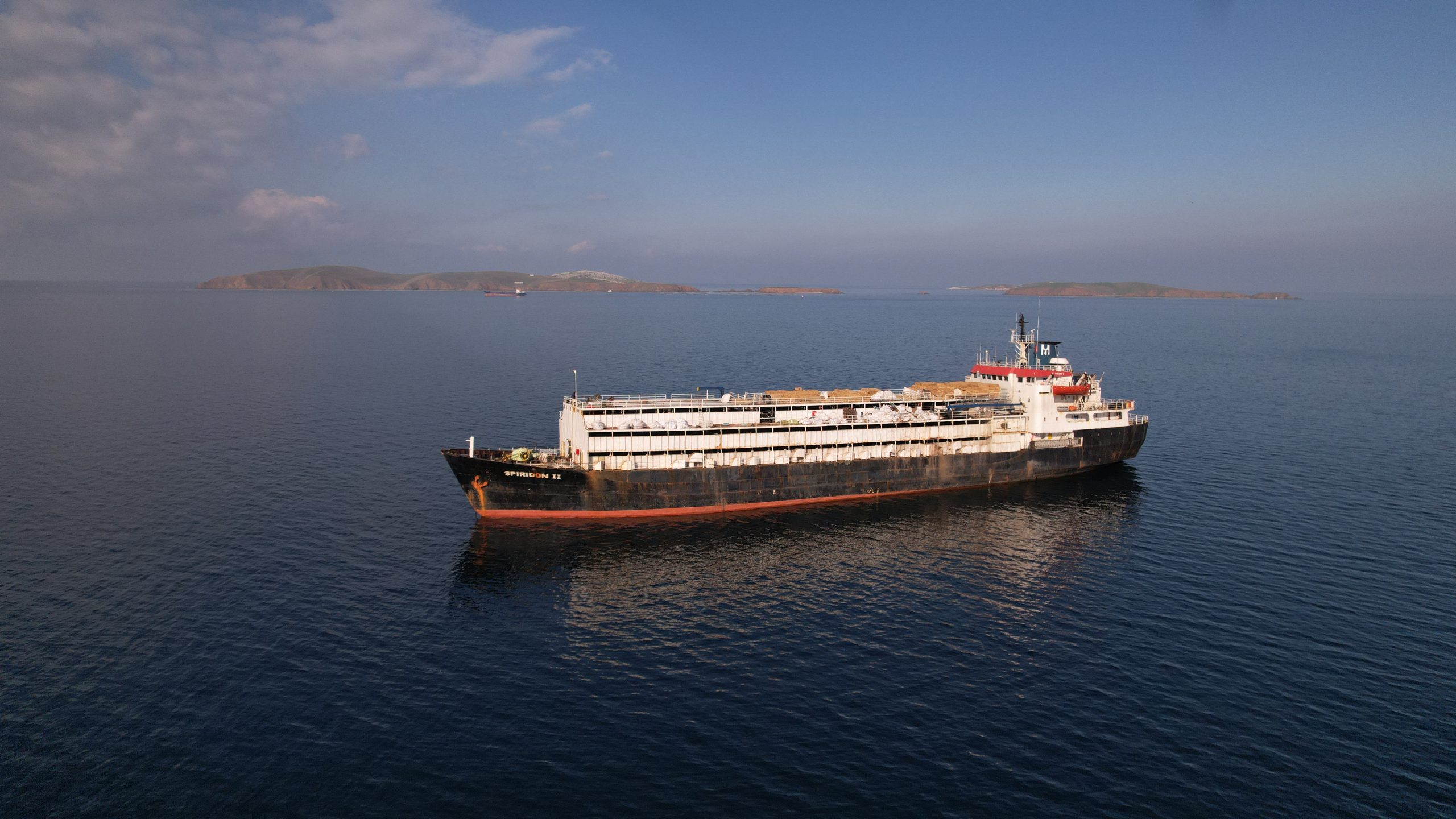 Auf offenem Meer: Tausende Rinder siechen vor der Türkei dahin
